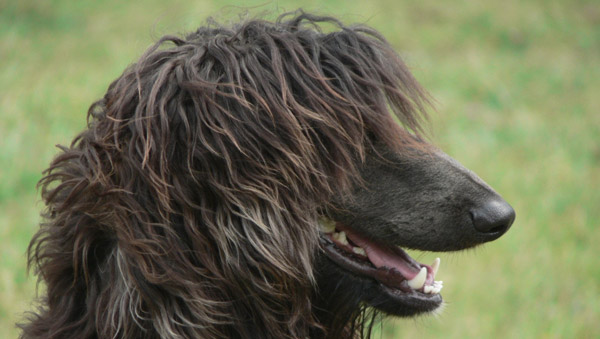 Afghan Hound