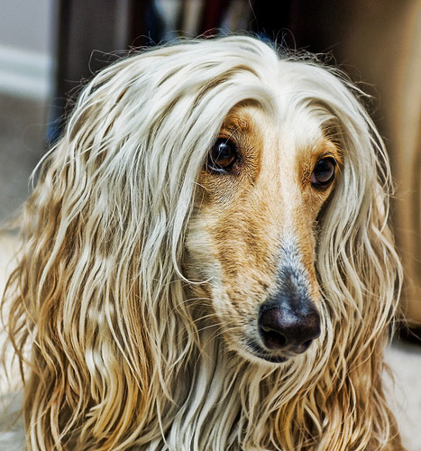 Afghan Hound