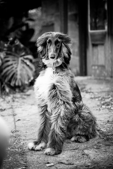 Afghan Hound