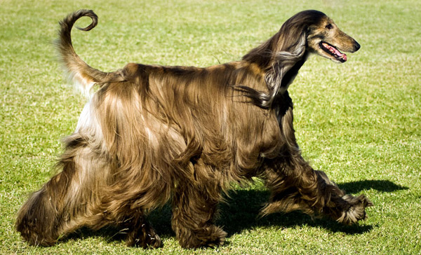 Afghan Hound