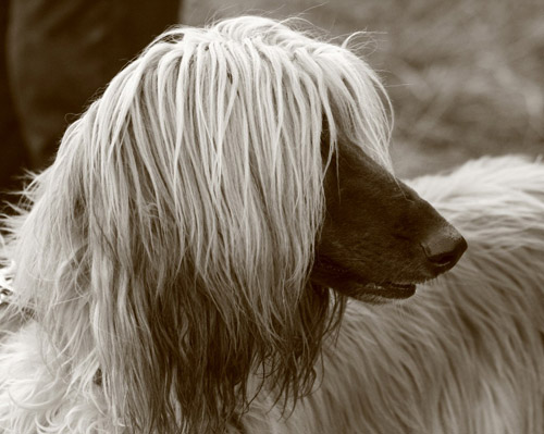 Afghan Hound