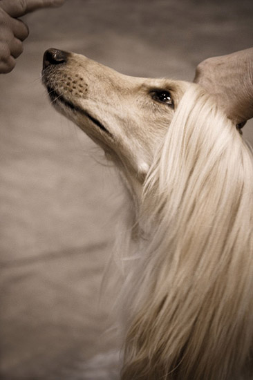 Afghan Hound