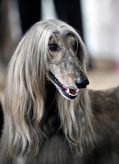 Afghan Hound