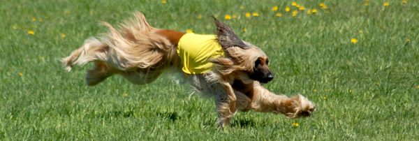 Afghan Hound