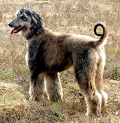 Afghan Hound