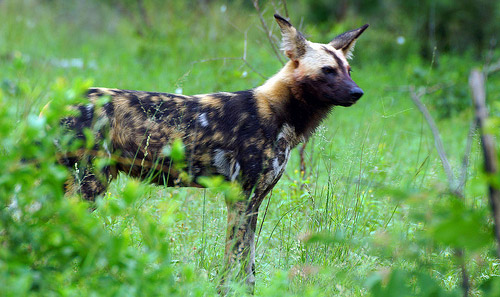 African Wild Dog