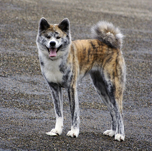 Akita Inu