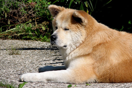 names of dog breeds and pictures. The reed was actually called