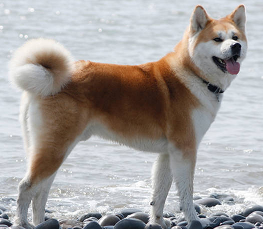 Akita Inu