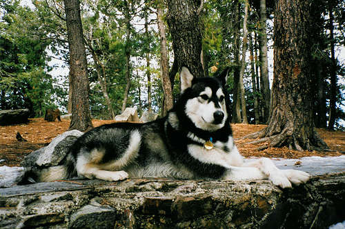 Alaskan Malamute