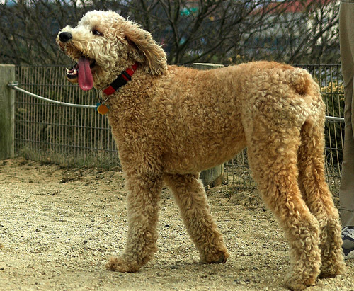 Apricot Poodle