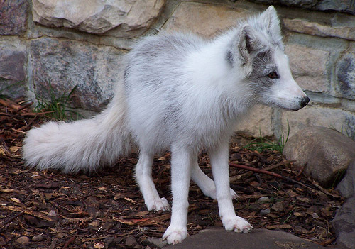 Arctic Fox