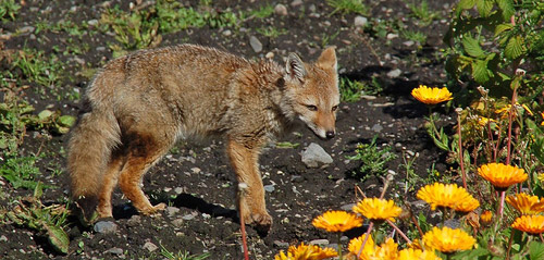 Argentine Grey Fox