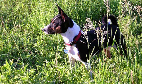 Basenji