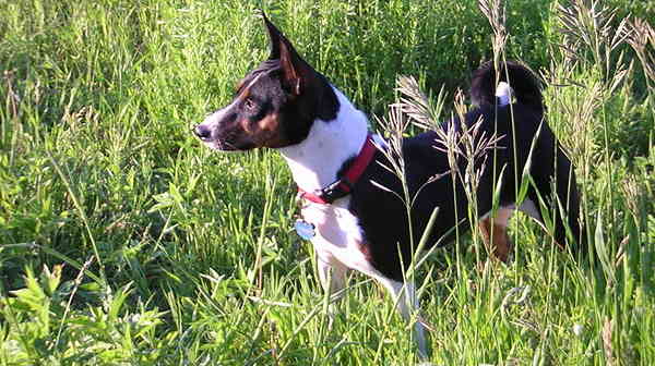 Basenji