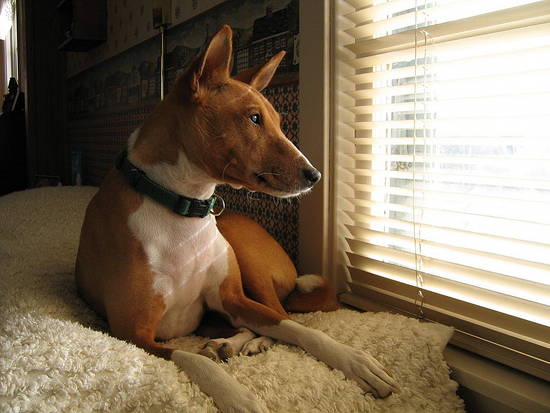 Basenji