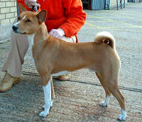 Basenji