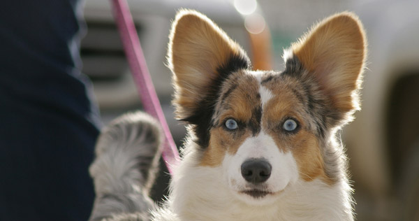 Bat ear dog Bat ear dog