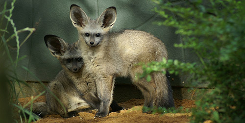 Bat-Eared Fox