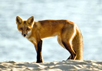 Red fox on the beach