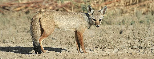 Bengal Fox