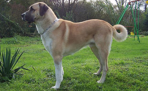 Anatolian Shepherd Dog