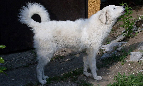 Kuvasz Dog