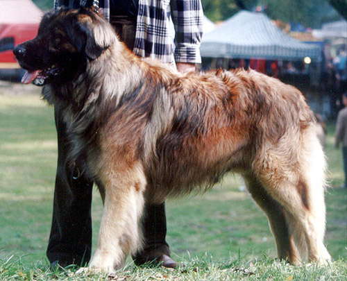 Leonberger Dog