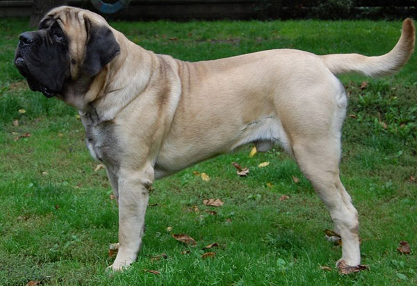 Mastiff