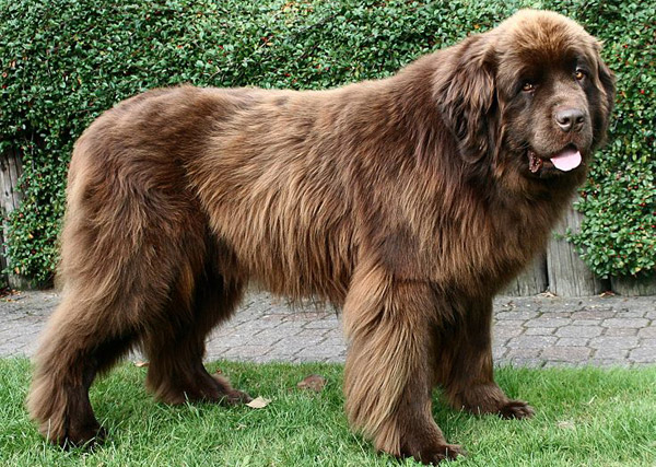 Biggest Newfoundland