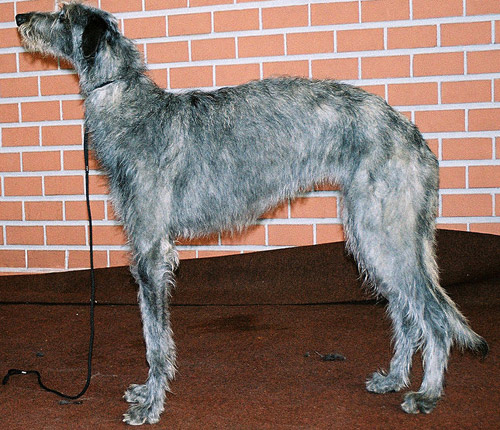 Scottish Deerhound