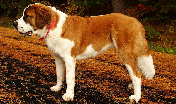 St. Bernard