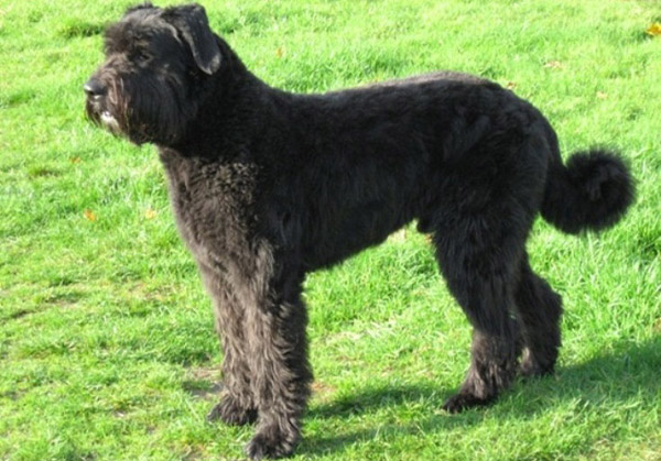 Bouvier des Flandres