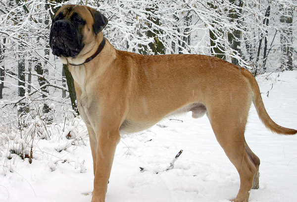 large dog breeds list. Bullmastiff dogs are a cross