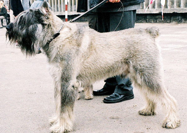 Giant Schnauzer