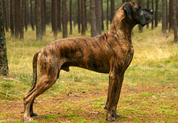 The Biggest Dog Breeds