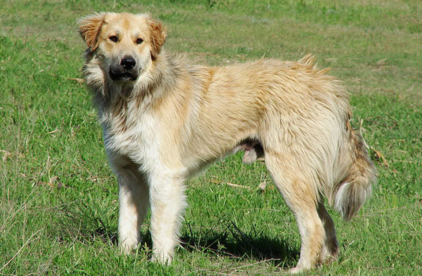 Great Pyrenees
