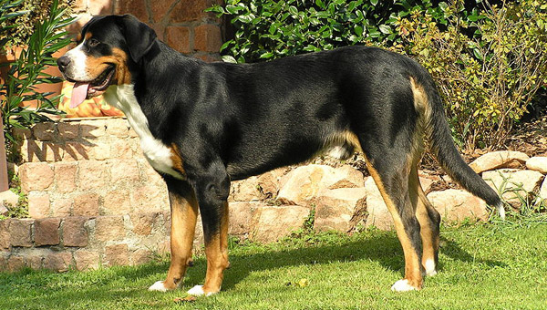 Greater Swiss Mountain Dog