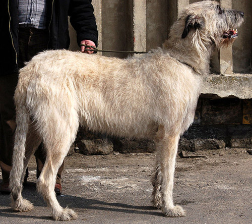 large dog breeds list. This reed was thought to have; This reed was thought to have. mi5moav. Aug 31, 11:01 PM. http://www.apple.com/movies dog breeds list. large dog breeds list. This reed was thought to have; This reed was thought to have. mi5moav. Aug 31, 11:01 PM. http://www.apple.com/movies