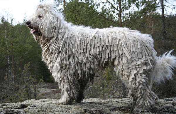 Komondor Dog