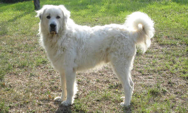 Great Pyrenees