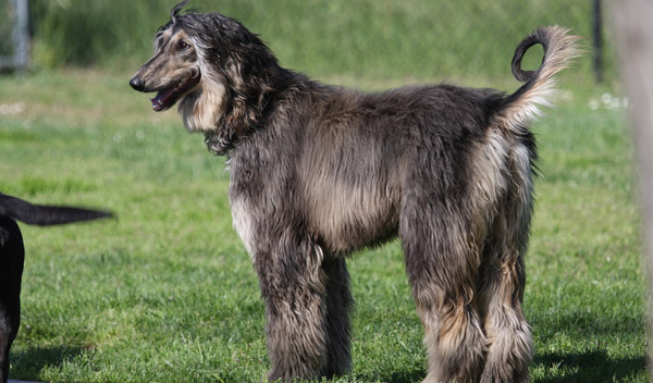 Afghan Hound