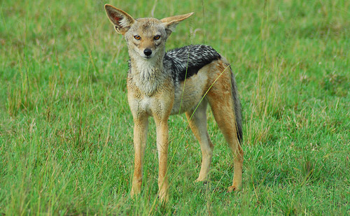 Black-Backed Jackal