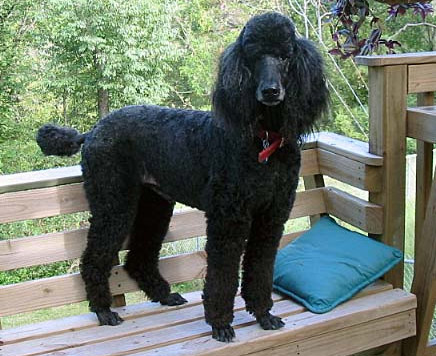 Black Poodle