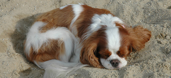 Blenheim colored dog