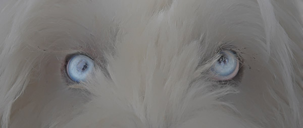 Blue Eyed Dog