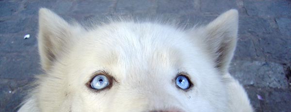 Blue Eyed Dog