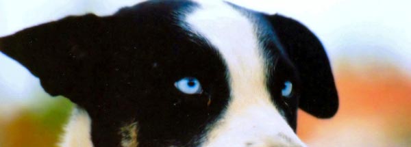 Blue Eyed Dog