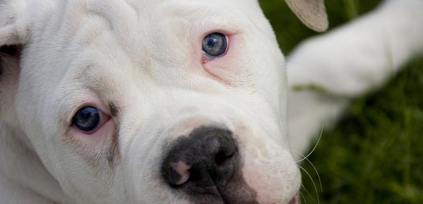 Blue Eyed Dog