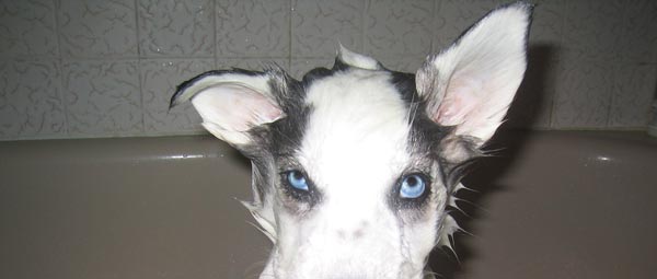 Blue Eyed Dog